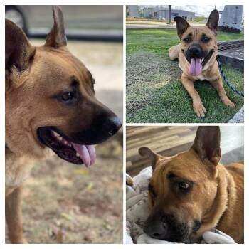 Rescue German Shepherd Dog Dogs for Adoption in Head Of Saint Margarets Bay, Nova Scotia - Coco Momma | PetCurious