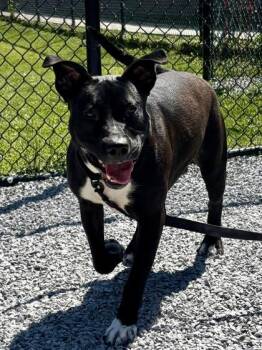 King -  Mixed Breed Dog for Adoption in Cincinnati, Ohio - King | PetCurious