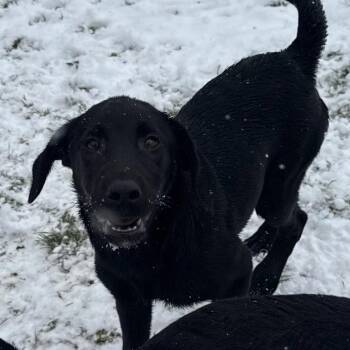 Honor -  Boerboel and Black Labrador Retriever Dog for Adoption in Union City, Pennsylvania - Honor | PetCurious
