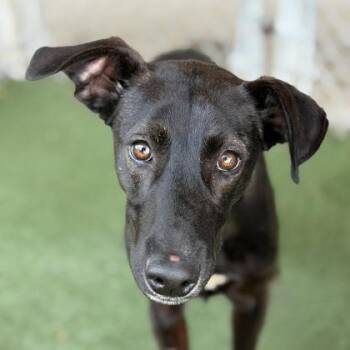 Summer -  Labrador Retriever Dog for Adoption in Sacramento, California - Summer | PetCurious