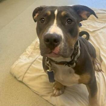 Pua -  Pit Bull Terrier Dog for Adoption in Nashville, Tennessee - Pua | PetCurious