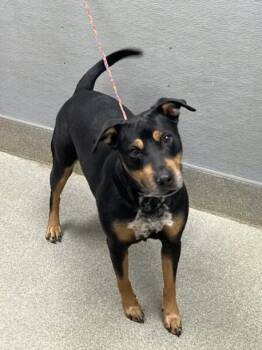 LIZZIE MCGUIRE -  Rottweiler and Mixed Breed Dog for Adoption in Las Vegas, Nevada - LIZZIE MCGUIRE | PetCurious