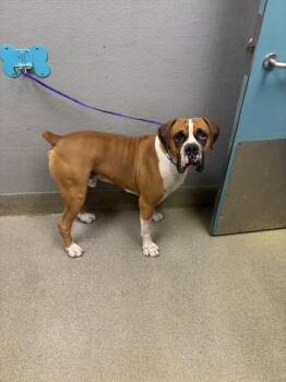 Boxer Dogs Available for Adoption in Las Vegas, Nevada - BENJAMIN | PetCurious