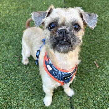 Rescue Shih Tzu Dogs for Adoption in Huntington, New York - Buddy | PetCurious