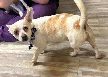 Pickles in TX -  Chihuahua Dog for Adoption in Cranston, Rhode Island - Pickles In TX | PetCurious