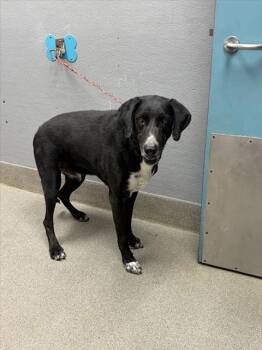 Rescue German Shepherd Dog and Mixed Breed Dogs for Adoption in Las Vegas, Nevada - COAL | PetCurious