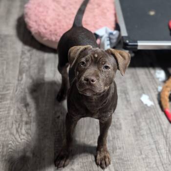 Rescue Labrador Retriever Dogs for Adoption in Alma, Michigan - Cupcake | PetCurious