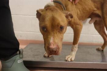 Mixed Breed Dogs Available for Adoption in Columbia, South Carolina - PHILLIP | PetCurious