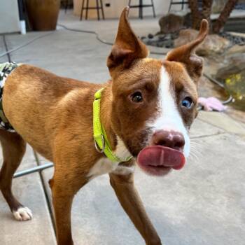 Rescue Boxer and American Staffordshire Terrier Dogs for Adoption in San Diego, California - Sparky | PetCurious