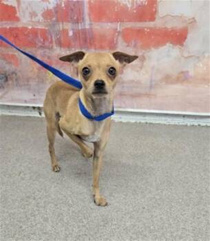 HARMONY -  Chihuahua Dog for Adoption in San Bernardino, California - HARMONY | PetCurious