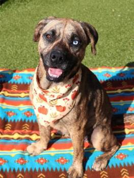 Rescue Mixed Breed Dogs for Adoption in Athens, Georgia - Honey | PetCurious