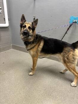 TUCKER -  German Shepherd Dog Dog for Adoption in Las Vegas, Nevada - TUCKER | PetCurious
