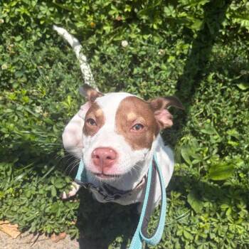 Pancake -  Australian Kelpie and Mixed Breed Dog for Adoption - Pancake | PetCurious