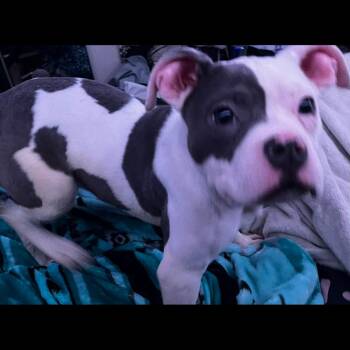Ella -  American Bulldog Dog for Adoption in Lynchburg, Virginia - Ella | PetCurious