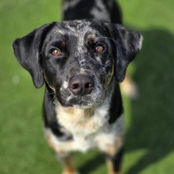 Aurora -  Mixed Breed Dog for Adoption in Rocky Mount, Virginia - Aurora | PetCurious