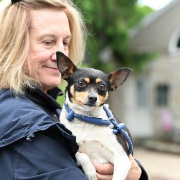 Fox Terrier Dogs Available for Adoption in Chester Springs, Pennsylvania - Ziti | PetCurious
