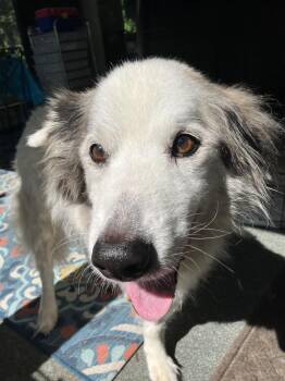 Milo -  Husky Dog for Adoption in Athens, Ohio - Milo | PetCurious
