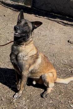 Rescue Belgian Shepherd Malinois Dogs for Adoption in San Diego, California - Sky | PetCurious