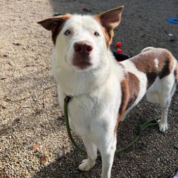 Timber -  Smooth Collie and Husky Dog for Adoption in Dayton, Ohio - Timber | PetCurious