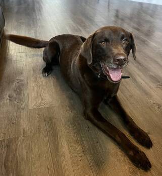 Ruffo -  Labrador Retriever Dog for Adoption in Denton, Texas - Ruffo | PetCurious