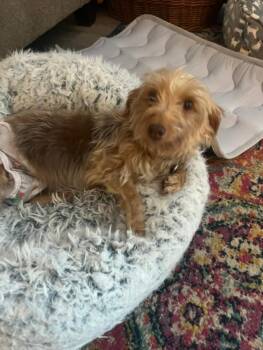 Gracie -  Yorkshire Terrier and Poodle Dog for Adoption in Williamsburg, Virginia - Gracie | PetCurious