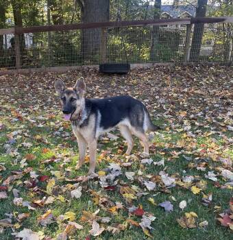 Rescue German Shepherd Dog Dogs for Adoption in Cleveland, Ohio - Roxy | PetCurious