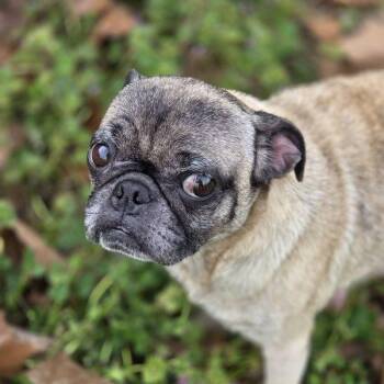 Pug Dogs Available for Adoption - Maya | PetCurious
