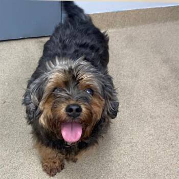 WILSON -  Yorkshire Terrier and Poodle Dog for Adoption in Aurora, Colorado - WILSON | PetCurious