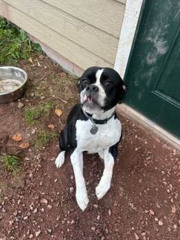 Rescue English Bulldog Dogs for Adoption in Ashland, Wisconsin - Biscuit | PetCurious