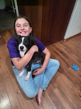 Rescue Mixed Breed Dogs for Adoption in Durango, Colorado - Pebbles | PetCurious