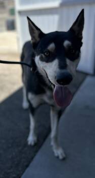 Diego -  Husky and Shepherd Dog for Adoption in Fresno, California - Diego | PetCurious