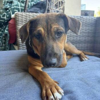 German Shepherd Dog and Shepherd Dogs Available for Adoption - Callie | PetCurious