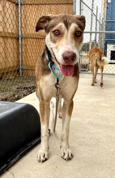 Rescue Mixed Breed Dogs for Adoption in Luling, Texas - Opie | PetCurious