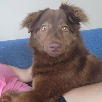 Australian Shepherd Dogs Available for Adoption in Olathe, Kansas - Sundae | PetCurious