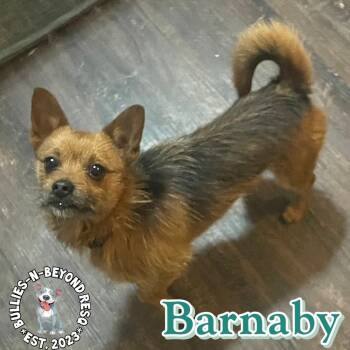 Chihuahua and Dachshund Dogs Available for Adoption - Barnaby | PetCurious