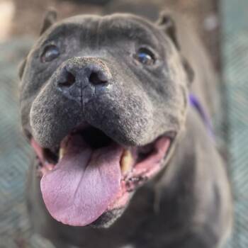 Hubert Hippo -  Pit Bull Terrier and Mixed Breed Dog for Adoption in Riverside, California - Hubert Hippo | PetCurious