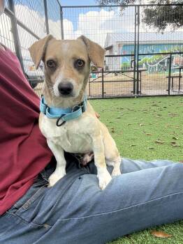 Chihuahua and Dachshund Dogs Available for Adoption - Jericho | PetCurious