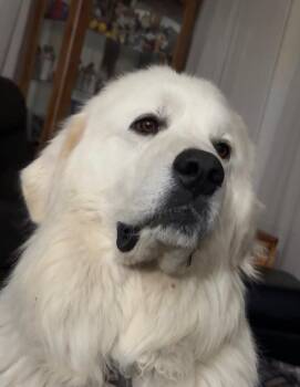 Great Pyrenees Dogs Available for Adoption - Avalanche | PetCurious