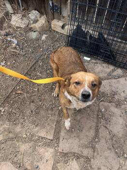 Pancake -  Labrador Retriever and Australian Cattle Dog Blue Heeler Dog for Adoption in Fort Collins, Colorado - Pancake | PetCurious
