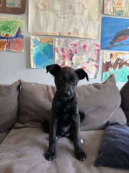 Labrador Retriever and Shepherd Dogs Available for Adoption - Lumi | PetCurious