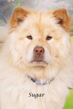 Chow Chow Dogs Available for Adoption in Gilbert, Arizona - Sugar | PetCurious
