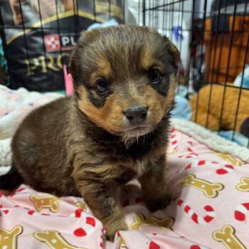 Mixed Breed Dogs Available for Adoption - Finch | PetCurious