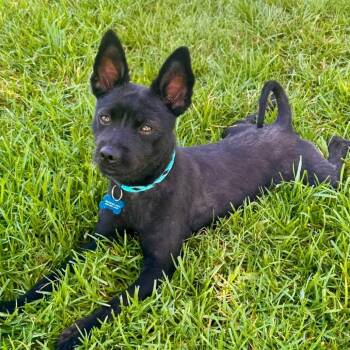 Bruce Wayne - Chino Hills Location -  Terrier and Mixed Breed Dog for Adoption in Chino Hills, California - Bruce Wayne - Chino Hills Location | PetCurious