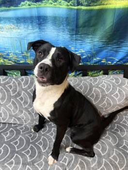 June Bug -  Labrador Retriever and American Staffordshire Terrier Dog for Adoption in Grove, Oklahoma - June Bug | PetCurious