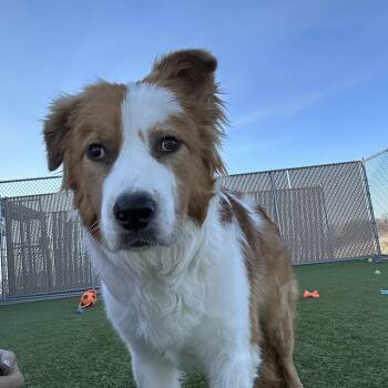 Saint Bernard Dogs Available for Adoption - Cheeto | PetCurious