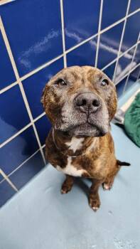 Staffordshire Bull Terrier and Mixed Breed Dogs Available for Adoption - BUSTER | PetCurious
