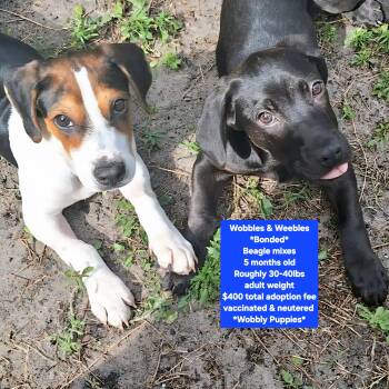 Beagle Dogs Available for Adoption - Wobbles & Weebles *Bonded* | PetCurious