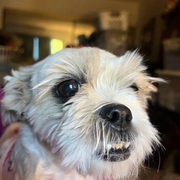 Saydee -  Shih Tzu Dog for Adoption in Las Vegas, Nevada - Saydee | PetCurious