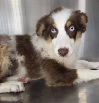 Bessie -  Australian Shepherd Dog for Adoption in Malvern, Pennsylvania - Bessie | PetCurious
