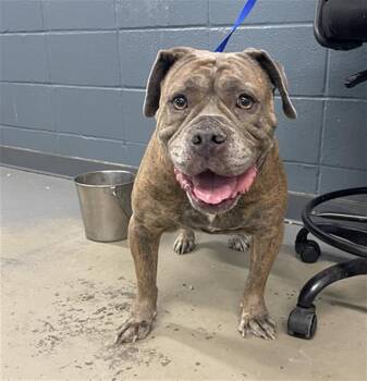 Rescue English Bulldog and Mixed Breed Dogs for Adoption in Tallahassee, Florida - KEKE | PetCurious